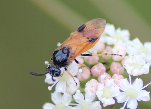 Arge melanochra